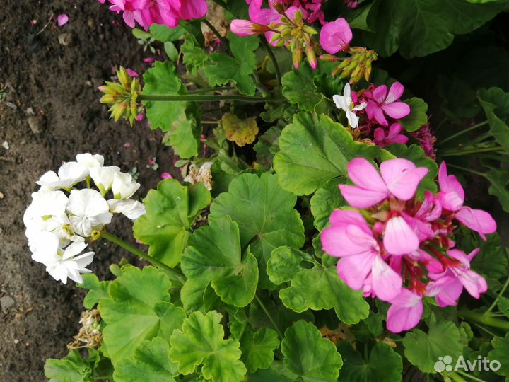 Комнатные цветы герань