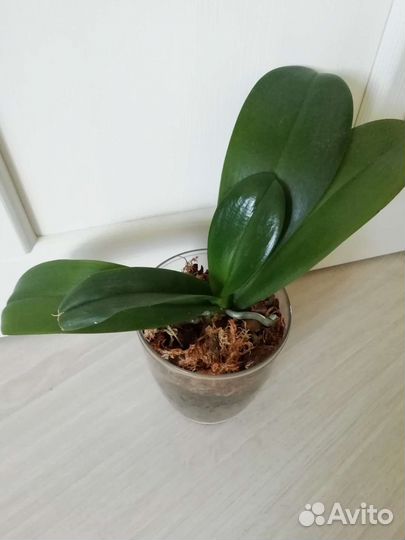 Горшок для цветов и цветы комнатные