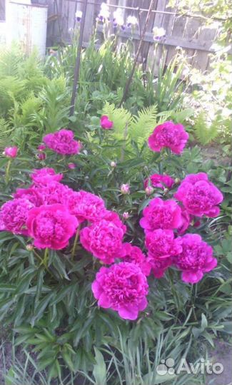 Пионы саженцы