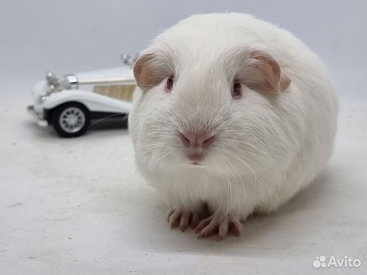 Морские свинки селфы