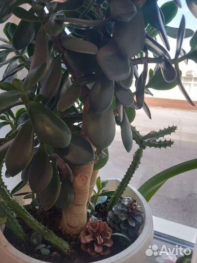 Толстянка денежное дерево