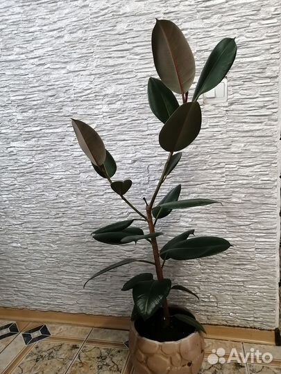 Фикусы, каучук носные