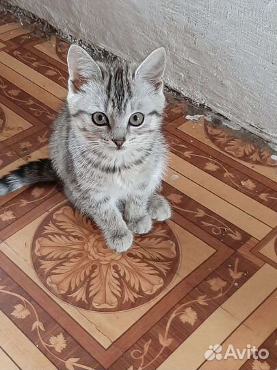 Котятки