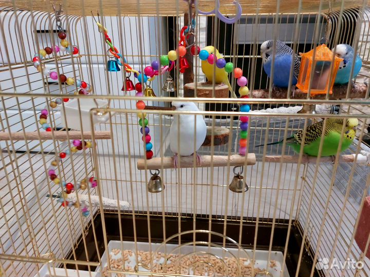 Волнистый Попугай