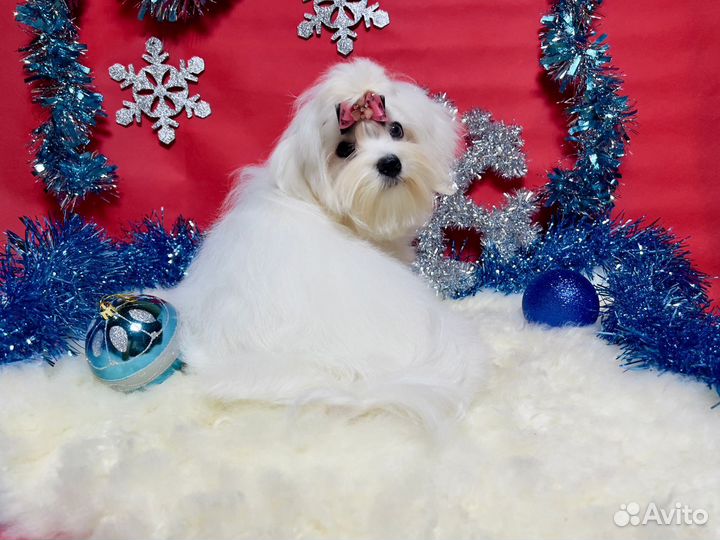 Белоснежная мальтезе стандарт