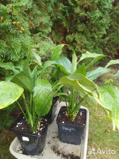 Спатифиллум