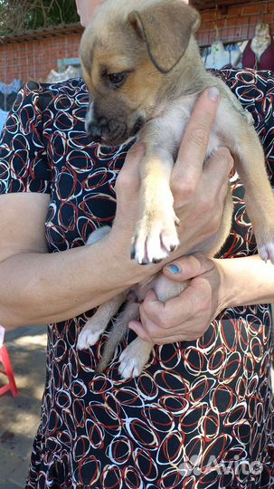 Собака в добрые руки отдам бесплатно