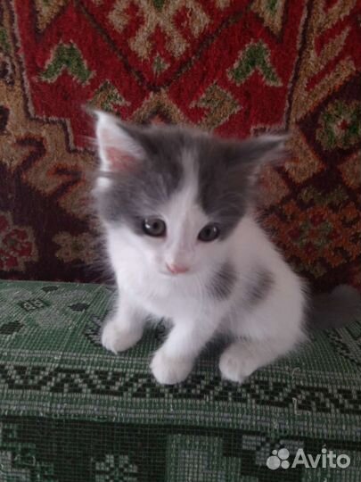 Кошка в дар бесплатно