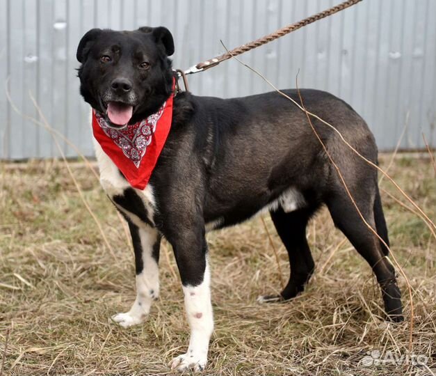 Собака в добрые руки