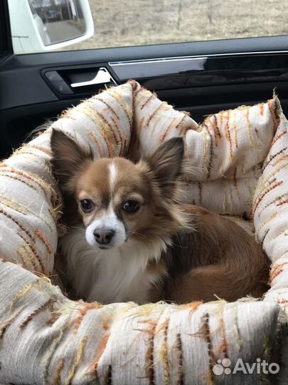 Вязка чихуахуа мальчик