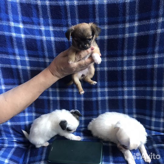 Щенки чихуахуа мини