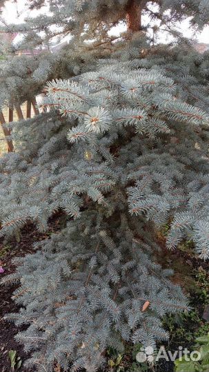 Голубая ель