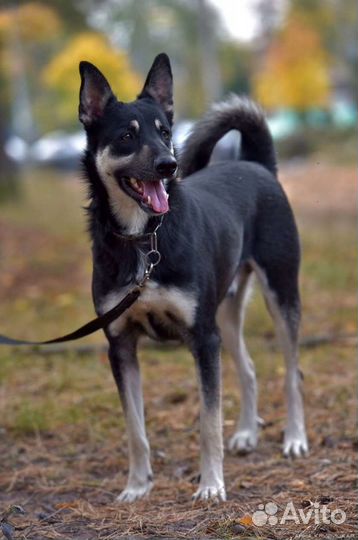 Ищет дом великолепный пес Джек