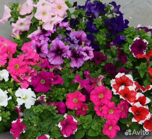 Рассада овощей и цветов, плодовые дер и кустарники