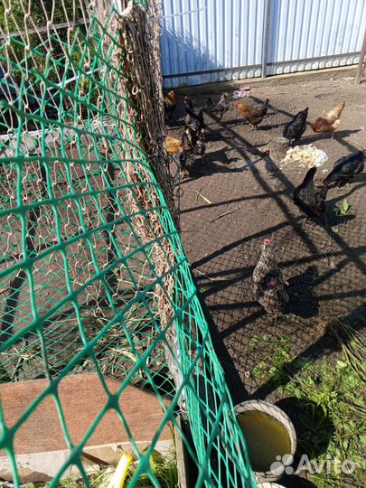 Семья курочек с петушком