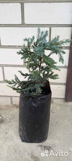 Можжевельник