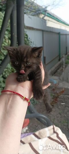 Кошка в дар бесплатно