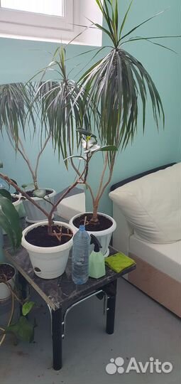 Комнатные растения