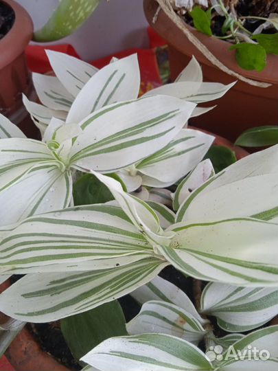 Традесканция зелено белая