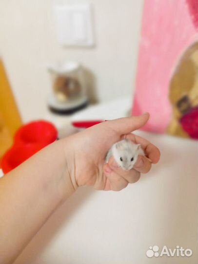 Джунгарский хомяк маленький