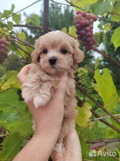 Мальтипу f1 мини крошка