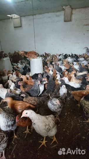 Цыплята подрощенные