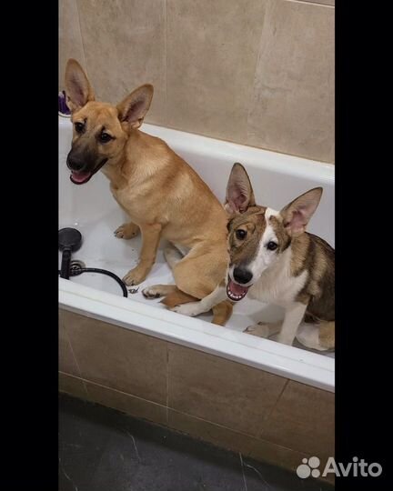 Щенки в добрые руки