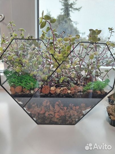 Флорариум на заказ и в наличии