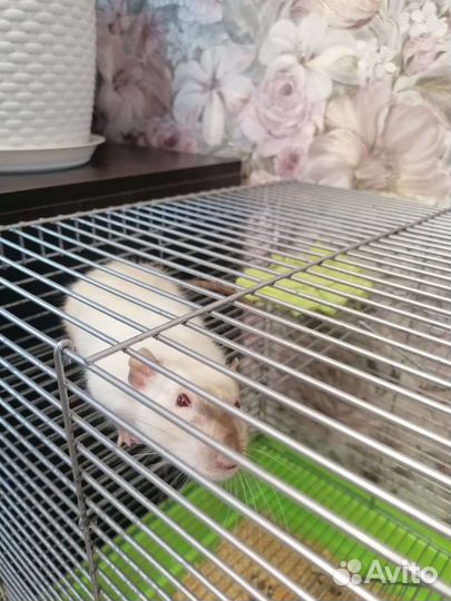 Декоративная крыса с клеткой