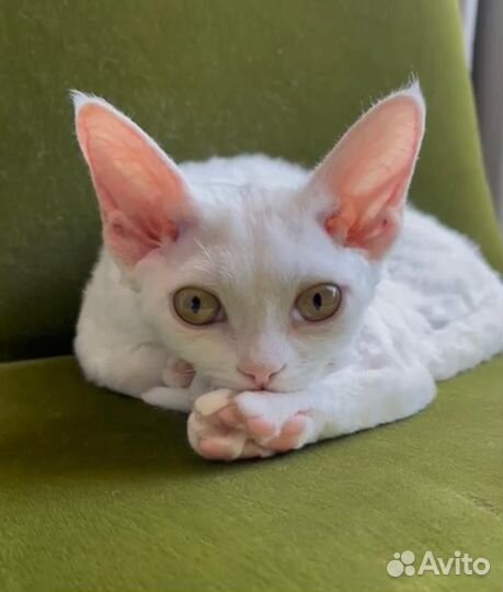 Девон-рекс белый котик Денди