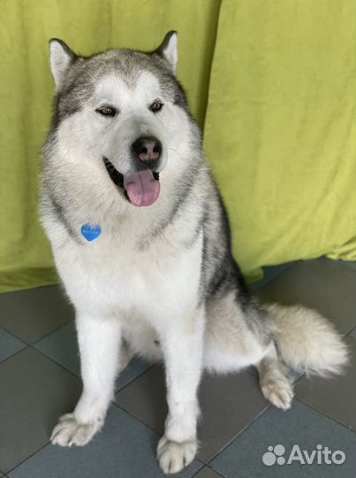 Стрижка собак и кошек