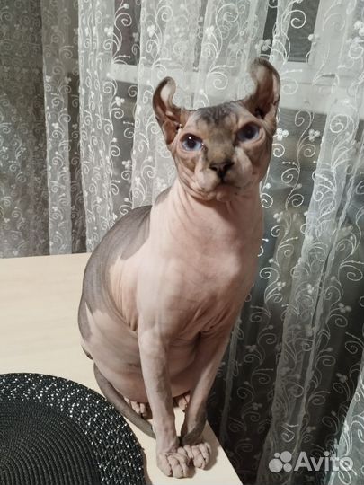 Канадский сфинкс эльф вязка