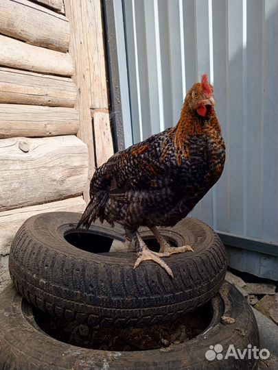 Молодые петушки