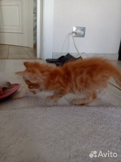 Кошка метис мейн кун