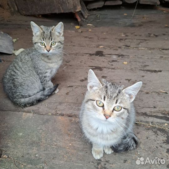 Котята в добрые руки