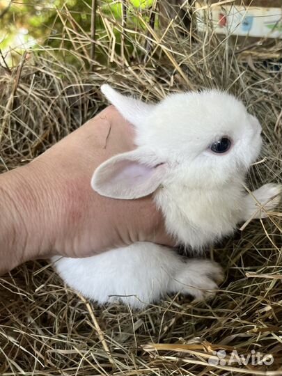 Декоративные кролики