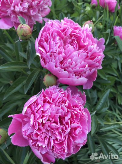 Пион, тюльпан, нарцисс, дельфиниум, люпин