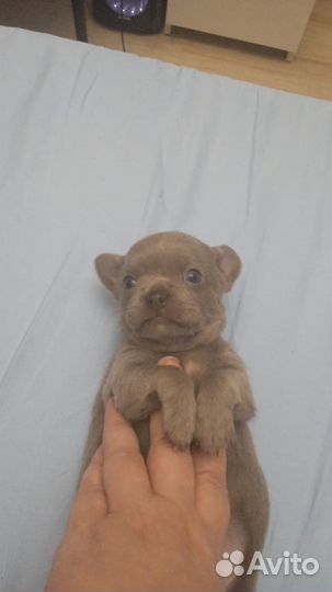 Длинношерстные чихуахуа