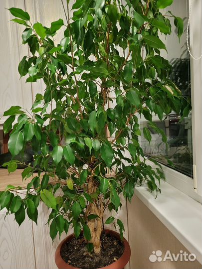 Фикус бенджамина большой