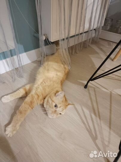 Кошка в дар бесплатно