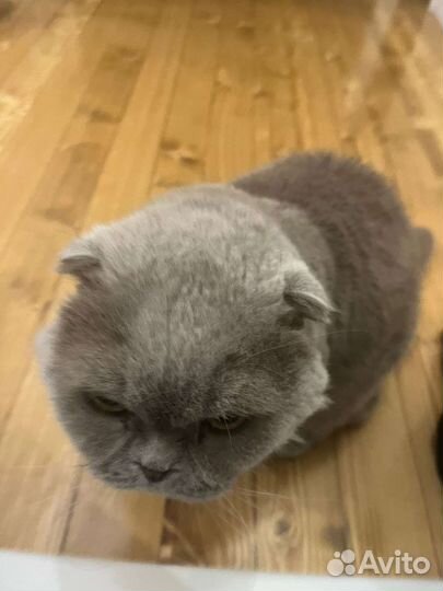 Вислоухий котёнок