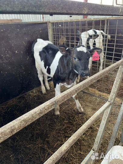 Ч Бычки Тёлки