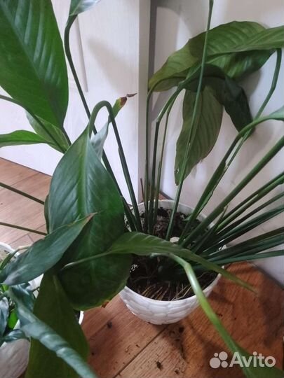 Спатифиллум