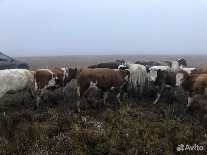 Бычки и телята