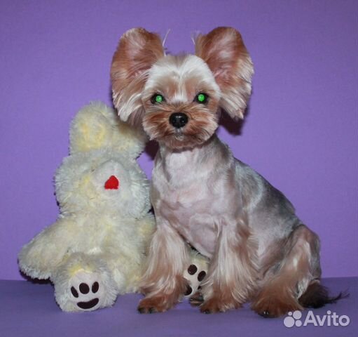 Стрижка, выставочный груминг