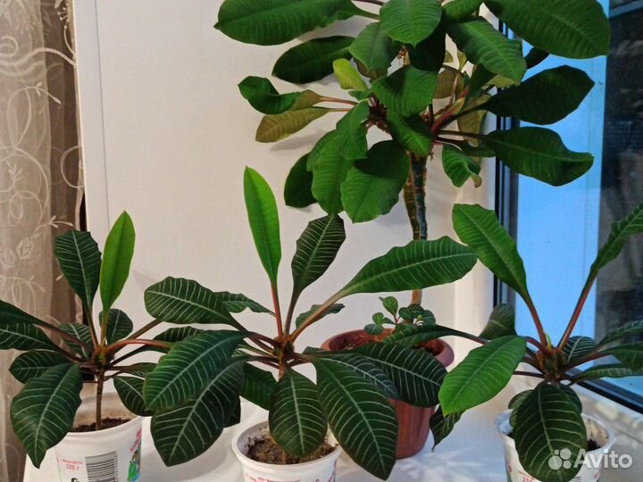 Молочай гребенчатый