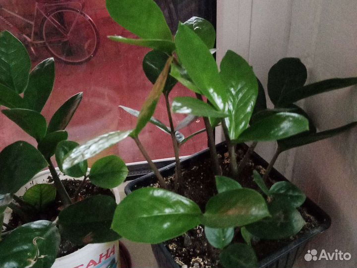 Замиокулькас