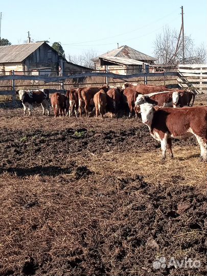 Бычки- Телки