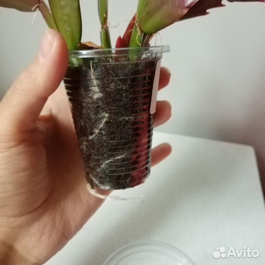 Шлюмбергера Samba Brasil