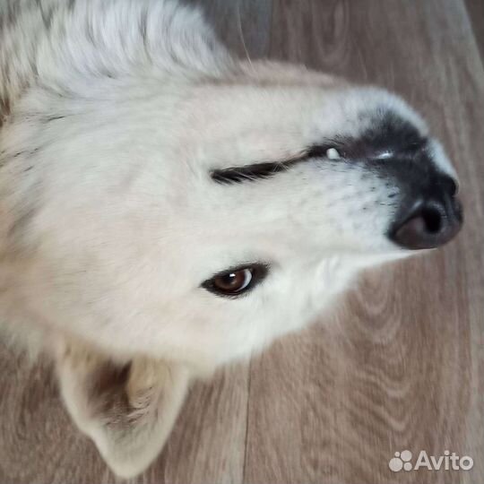 Отдам бесплатно